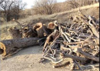 توقیف پنج تن چوب قاچاق در سنقروکلیایی