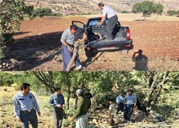 عملیات قطع و قاچاق بلوط در جنگلهای کامیاران متوقف شد