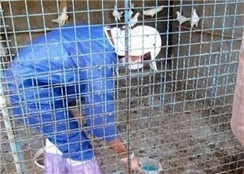 واکسیناسیون دام و طیور در دورافتادهترین روستای حمیل