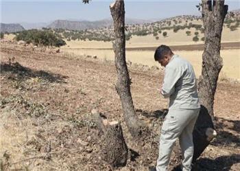 قطع غیرمجاز درختان در اسلامآبادغرب بدون اغماض پیگیری میشود