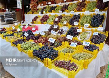 نقشبندی: 13 هزار و 500 تن انگور در بیجار تولید میشود